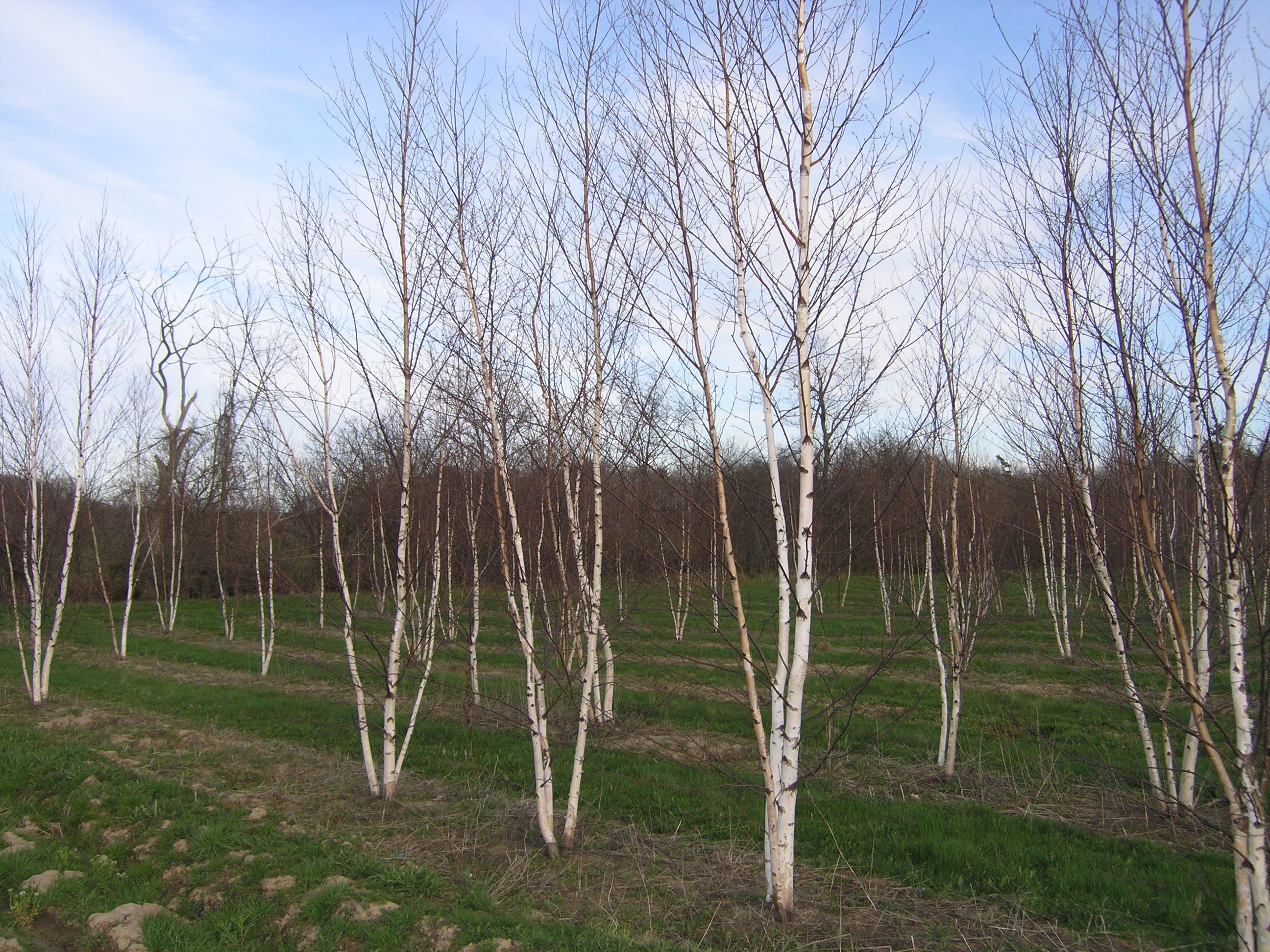 Betula papyrifera